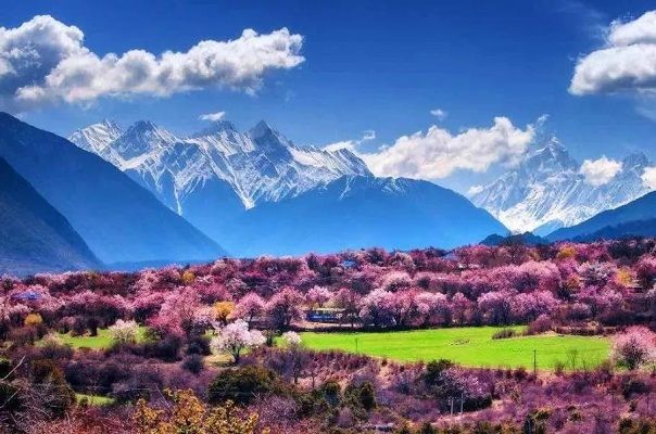 林芝波密桃花溝景區包車(chē)租車(chē)游